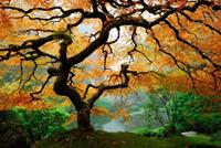 Papermoon Fotobehang Autumn Maple Tree