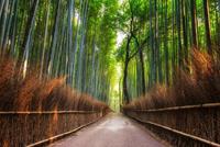 Papermoon Fotobehang Bamboe Grove of Kyoto