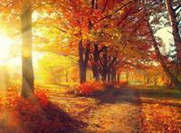 Papermoon Fototapete »Autumn Forest«, glatt
