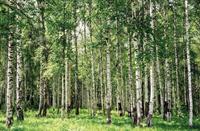 Papermoon Fototapete »Birch Forest«, glatt
