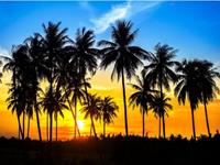 Papermoon Fototapete »Coconut Palm Trees«, glatt