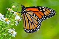 Papermoon Fotobehang Monarch butterfly
