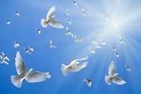 Papermoon Fotobehang White Doves