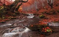 Papermoon Fototapete »Fluss im Wald«, samtig, Vliestapete, hochwertiger Digitaldruck, inklusive Kleister