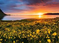 Papermoon Fotobehang Flower Field Kirkjufell Iceland