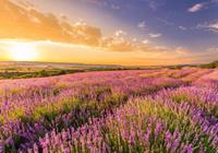 Papermoon Fotobehang Lavender Field