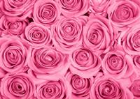 Papermoon Fotobehang Pink roos