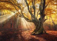 Papermoon Fototapete »Magical Old Trees Autumn Forest«, glatt