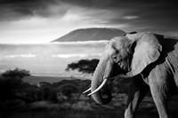 Papermoon Fototapete »Elefant mit Landschaft Schwarz Weiß«, samtig, Vliestapete, hochwertiger Digitaldruck, inklusive Kleister