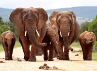 Papermoon Fototapete »African Elephant Herd«, glatt