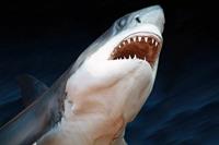 Papermoon Fotobehang Witte haai Vliesbehang, eersteklas digitale print