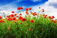 Papermoon Fotobehang Red Poppies