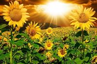 Papermoon Fototapete »Sonnenblumen«, samtig, Vliestapete, hochwertiger Digitaldruck