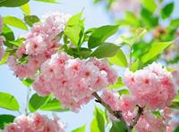 Papermoon Fotobehang Sakury cherry Blossom