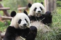 Papermoon Fotobehang Gigantische panda's fluwelig, vliesbehang, eersteklas digitale print