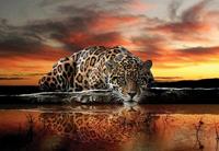 Consalnet Fotobehang Jaguar zonsondergang