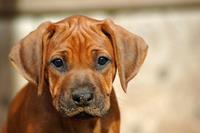 Papermoon Fotobehang Rhodesian ridgeback pup fluwelig, vliesbehang, eersteklas digitale print