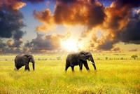 Papermoon Fototapete »African Elephants«, glatt