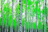 Papermoon Fototapete »Birch Forest«, glatt