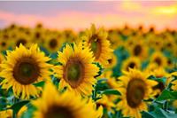 Papermoon Fototapete »Feld der Sonnenblumen«, samtig, Vliestapete, hochwertiger Digitaldruck