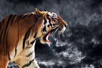 Papermoon Fototapete »Brüllender wilder Tiger«, samtig, Vliestapete, hochwertiger Digitaldruck