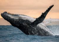 Papermoon Fotobehang Humpback Whale