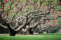 Papermoon Fotobehang Perzikenbomen in het voorjaar fluwelig, vliesbehang, eersteklas digitale print