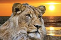 Papermoon Fototapete »Lion in Sunset«, glatt