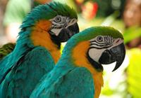 Papermoon Fototapete »Macaw Love Birds«, glatt