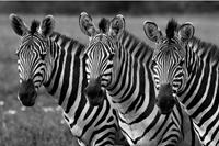 Papermoon Fototapete »Zebras Schwarz & Weiß«, samtig, samtig, Vliestapete, hochwertiger Digitaldruck