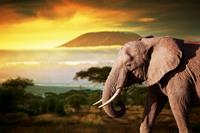 Papermoon Fototapete »Elefant von Kilimanjaro«, samtig, Vliestapete, hochwertiger Digitaldruck
