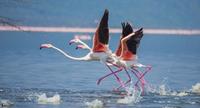 Papermoon Fototapete »Flamingos heben ab«, samtig, Vliestapete, hochwertiger Digitaldruck, inklusive Kleister