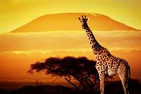 Papermoon Fotobehang Giraf van Kilimanjaro Vliesbehang, eersteklas digitale print