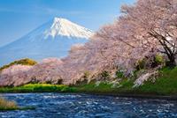 Papermoon Fototapete »Fuji and Sakura«, glatt