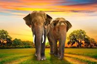 Papermoon Fototapete »Elephants Family«, glatt