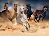 Papermoon Fototapete »Horse Herd in Gallop«, glatt