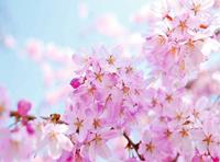Papermoon Fototapete »Cherry Blossom«, glatt