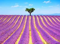 Papermoon Fotobehang Lavender in Provence