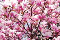 Papermoon Fotobehang Fleurige magnolia Vliesbehang, eersteklas digitale print