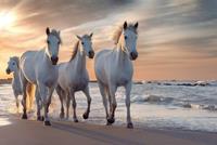 Papermoon Fototapete »Pferde am strand«, samtig, Vliestapete, hochwertiger Digitaldruck, inklusive Kleister