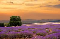 Papermoon Fotobehang Lavender Field