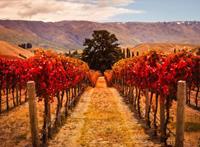 Papermoon Fotobehang Autumn Vineyard