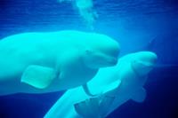 Papermoon Fotobehang Beluga Whales