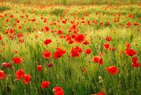 Papermoon Fotobehang Field of Poppies