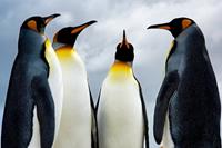 Papermoon Fotobehang King Pinguins