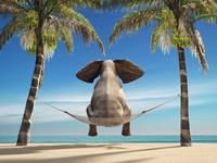 Papermoon Fototapete »Elefant auf Hängematte an Strand«, samtig, Vliestapete, hochwertiger Digitaldruck, inklusive Kleister