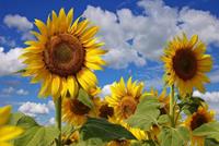 Papermoon Fototapete »Sonnenblumen«, samtig, Vliestapete, hochwertiger Digitaldruck