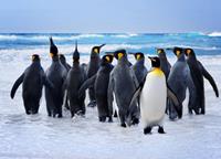 Papermoon Fototapete »King Penguins«, glatt
