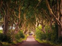 Papermoon Fotobehang Dark Hedges Tree tunnel