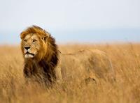 Papermoon Fotobehang Lion in Masai Mara Kenya